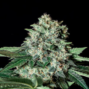 Sale of feminised auto-flowering cannabis seed Seed Stockers Gorilla Glue  Autofl