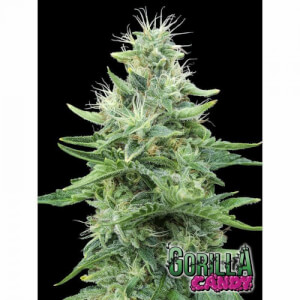 Gorilla Punch Auto, sweeter and more powerful cannabis