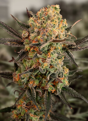 Gorilla Cookies Auto