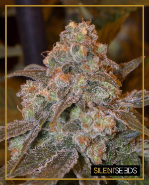 Gorilla Frost