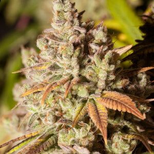 Gorilla Glue #4