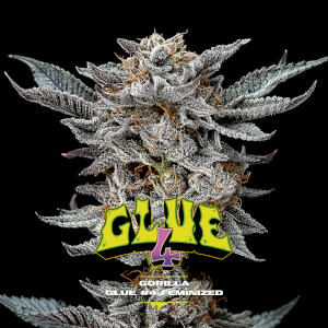 Royal Gorilla Glue Strain 🦍 Cannabis Seeds - Royal Queen Seeds USA