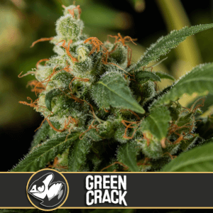 Green Crack  by Blimburn Seeds