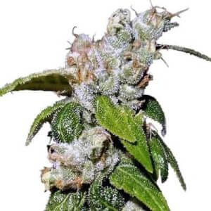 Green Haze 19 A5