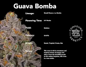 Guava Bomba