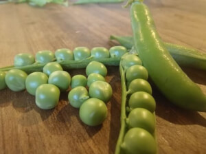 Organic Lincoln Pea -  Les Refardes