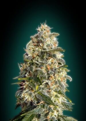 Heavy Bud by Advanced Seeds