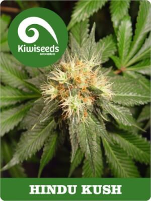 Hindu Kush Feminizada