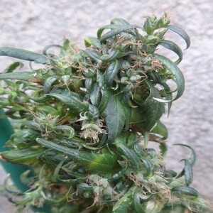 Hokkaido Japan Hemp by ACE Seeds