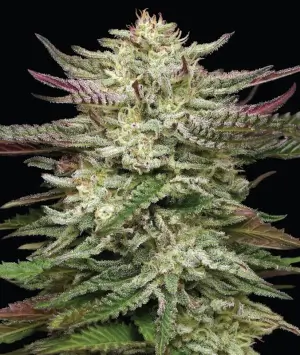Headband Auto