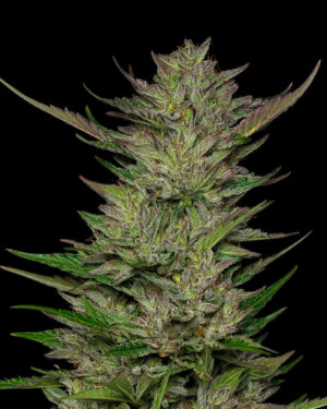 Humboldt Seeds Company Regular