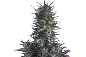Ice Eyes Auto