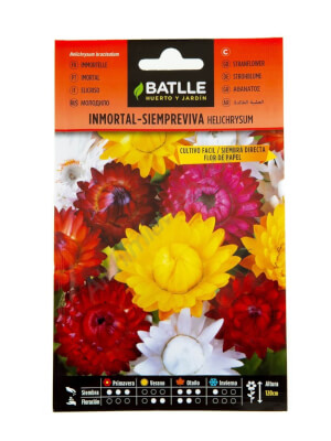 Garten-Strohblume - Batlle