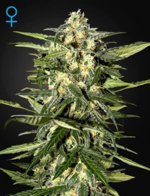 Jack Herer Auto - Green House