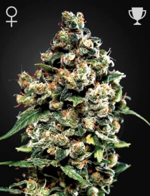 Jack Herer 