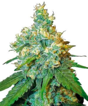 Jack Herer Fem.