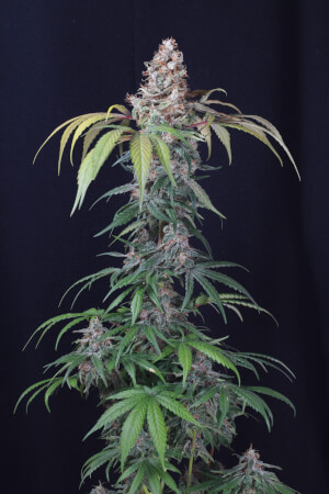 Jane Dope