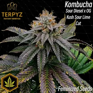 Kombucha