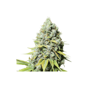 Kosher Haze