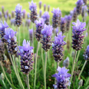 Lavendel - Naturnoa