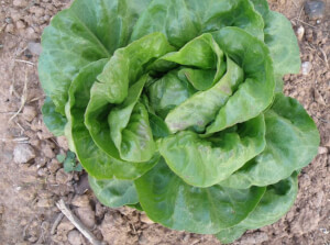 Organic “Maimó” Lettuce - Les Refardes