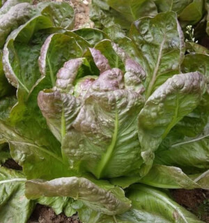 Organic Morella Lettuce - Les Refardes