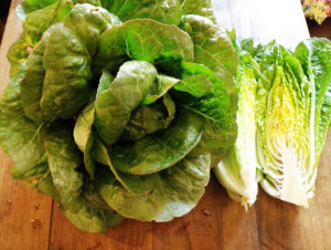 Organic “Negret” Lettuce - Les Refardes