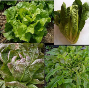 Assorted Lettuce