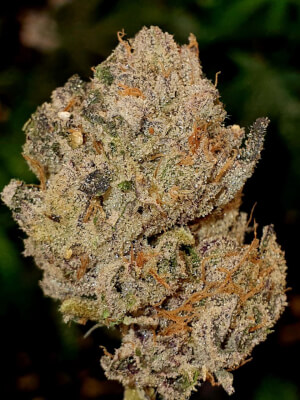 Lemon Cherry Gelato