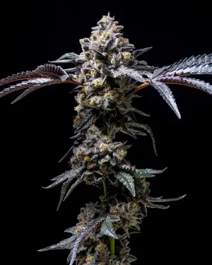 Lemon Cherry Pop