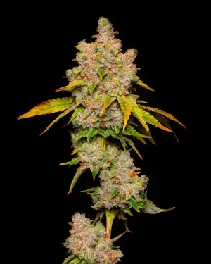 Lemon Cherry Sherb