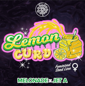 Lemon Curd Fem