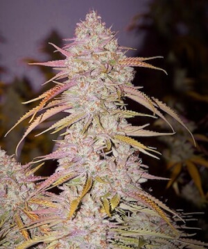 Lemon OG Haze F4