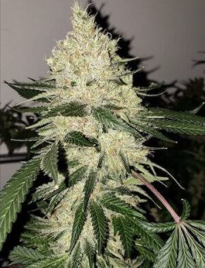 Lilac Diesel Bx4