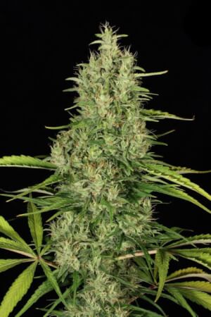 Mako haze