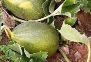 Organic Pinyonet Melon - Les Refardes