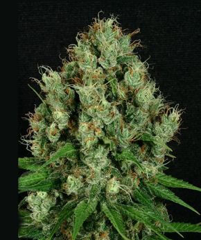 Mendo Diesel