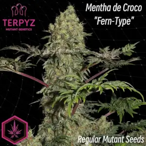 Mentha de Croco