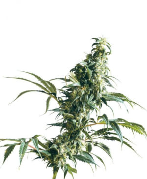 Mexican Sativa Fem