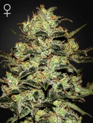 Moby Dick - Green House Seeds