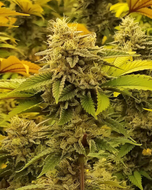 Monkey Grease