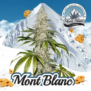 Mont Blanc