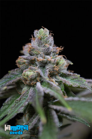 Mota CBD Rich Auto