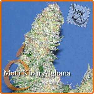 Mota Khan Afghana 