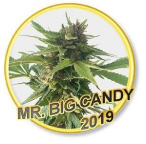 Mr. Big Candy