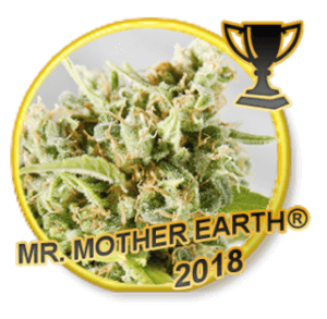 Mr. Mother Earth - Regular