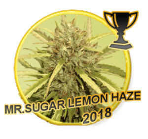 Mr Sugar Lemon Haze - Regular