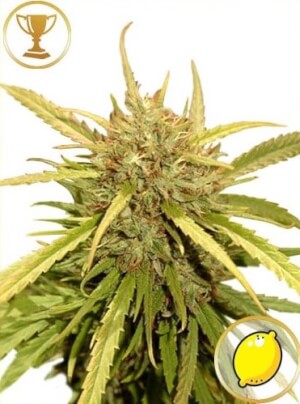 Mr. Sugar Lemon Haze