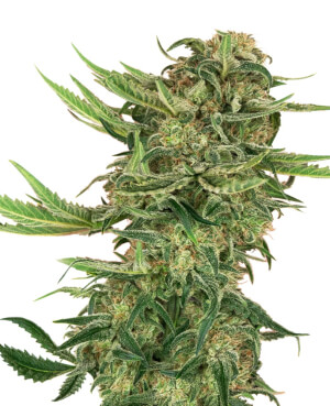 N13 Kush