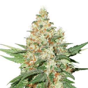 OG Kush Auto